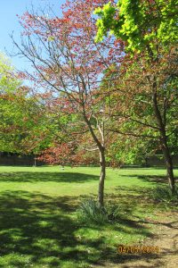 Ashley Mark Douglas Hall - Memorial Tree
