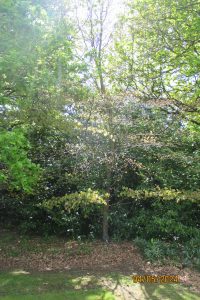 David Bradley - Memorial Tree