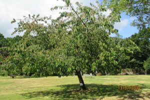 Peter John Parsons Brown - Memorial Tree