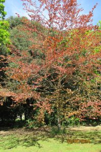 James Ernest Dennis McHaffie - Memorial Tree