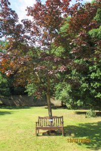 Raymond Patrick Murphy - Memorial Tree