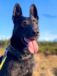 Police Dog Ernie
