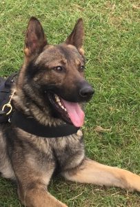 Police Dog Gary "Gaz"